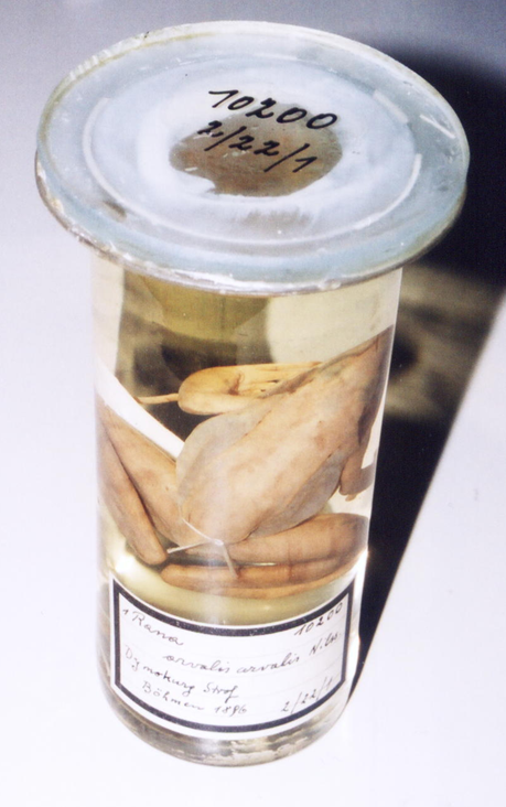 Biologie - muzejní exponát z roku 1896