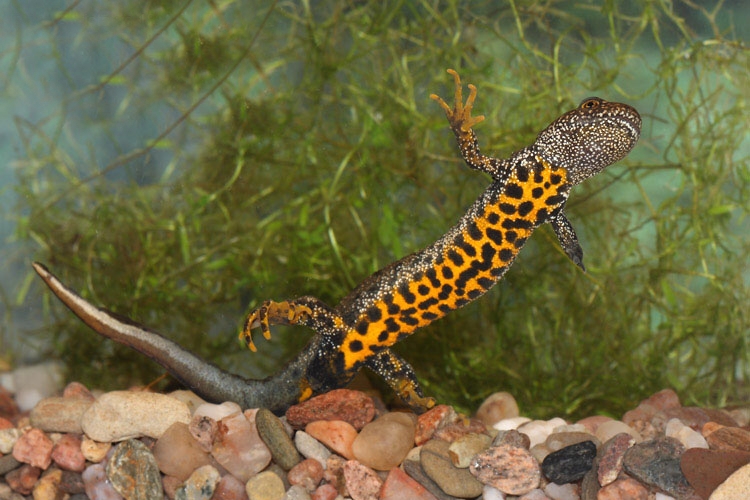 Čolek velký (Triturus cristatus; foto Petr Mückstein www.bio-foto.com)