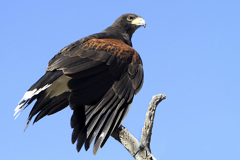 Káně Harrisova (Parabuteo unicinctus) je jedním z mála dravců sdružujících se do skupin (foto: Alan Vernon; Creative Commons Attribution 2.0 Generic license)