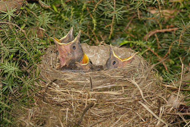 Kvalita samice může významně ovlivňovat přežívání mláďat (foto: Petr Mückstein, www.bio-foto.com)