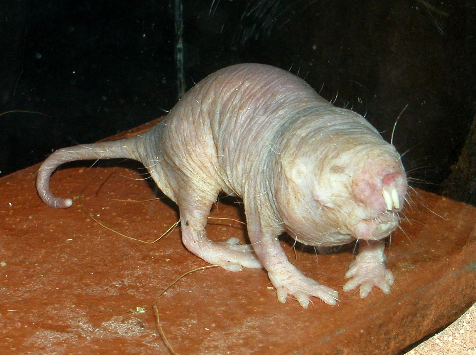 Biologie - Rypoš lysý (Heterocephalus glaber)