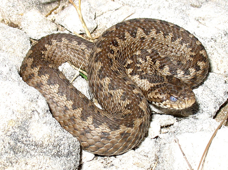 Zmije stepní (Vipera ursinii; foto: Zwentibold, public domain)