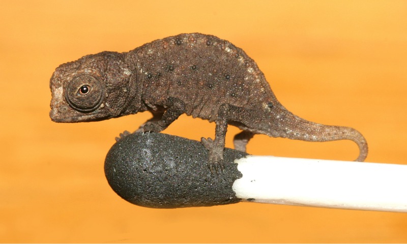 Chameleon Brookesia micra
