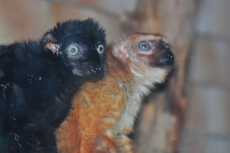 Eulemur flavifrons (foto: Matej Dolinay)