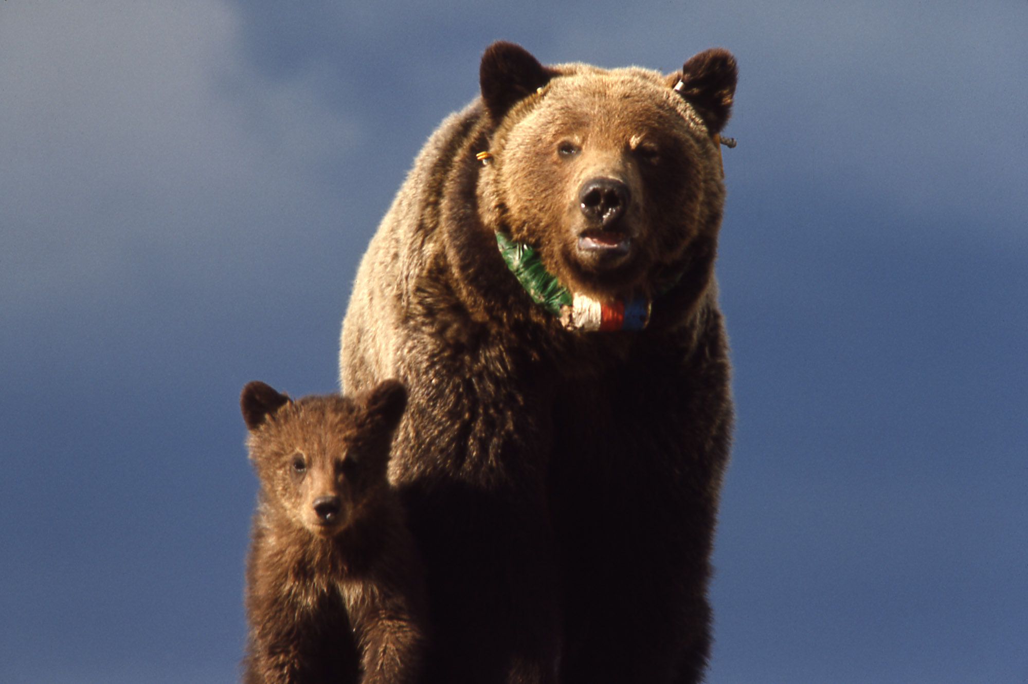 Medvědice (Ursus arctos horribilis) s GPS obojkem a mládětem (foto: John Good, U.S. National Park Sevice)