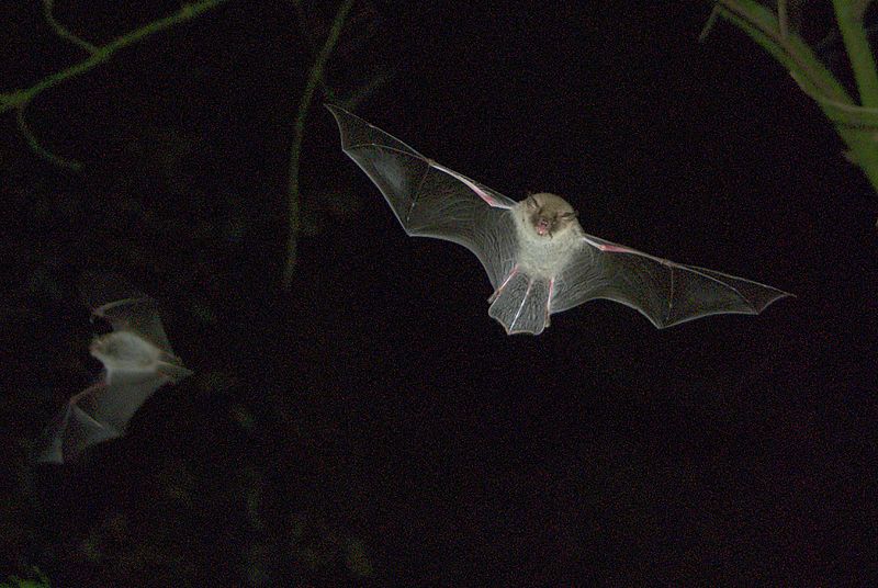 Netopýr řasnatý (Myotis nattereri) může při lovu vypnout echolokátor (foto: Guido Gerding, CC 3.0)