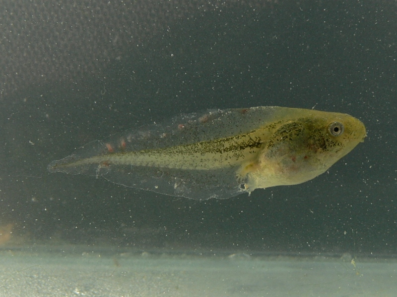 Vývoj pulců s predátorem má na jejich morfologii významný vliv (foto: Jaromír Maštera, www.obojzivelnici.wbs.cz)